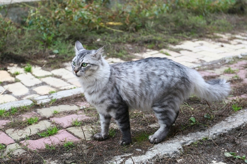 How Much Does An Egyptian Mau Cost? (2026 Price Guide)