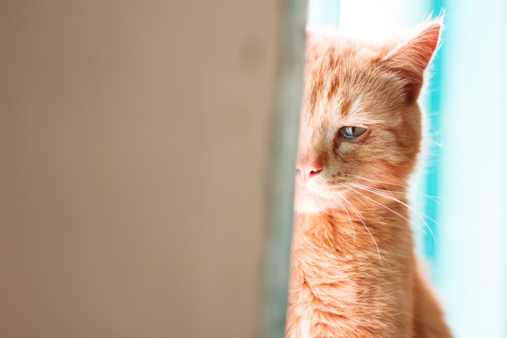 Can Cats Cry? Our Vet Explains Feline Behavior, Emotions & Signs of Concern