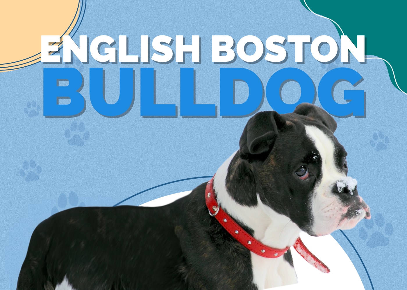 English Boston-Bulldog (English Bulldog & Boston Terrier Mix): Info, Pictures, Characteristics & Facts