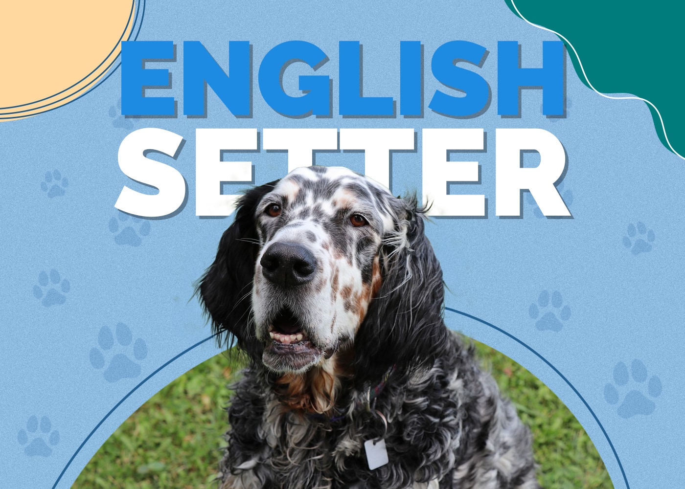 English Setter Dog Breed Info: Pictures, Traits, Facts