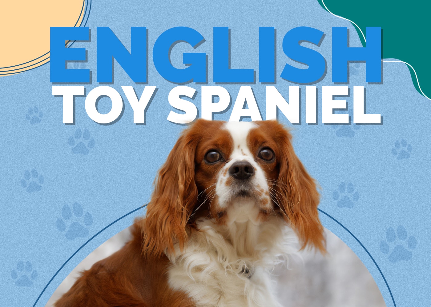 English Toy Spaniel Breed Info, Pictures, Traits & Facts