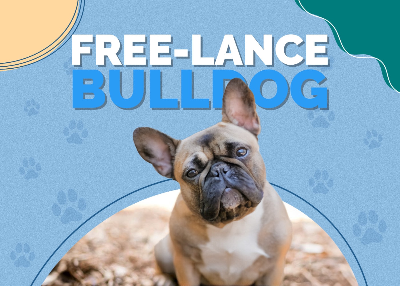 Free-Lance Bulldog (Bulldog & French Bulldog Mix): Info, Pictures & More