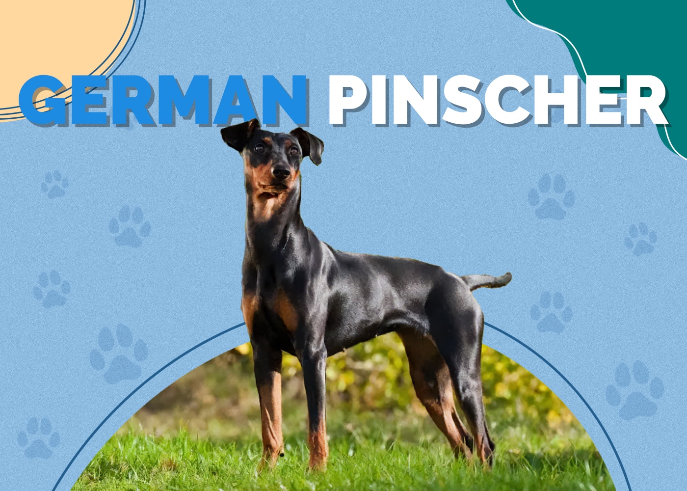 German Pinscher Dog Breed: Info, Pictures, Personality & More
