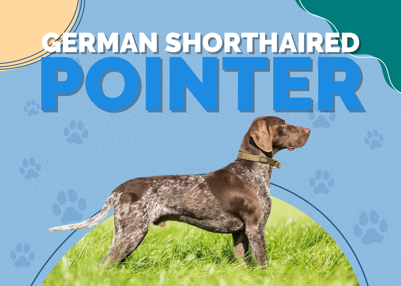 German Shorthaired Pointer Breed Info: Pictures, Traits & Facts