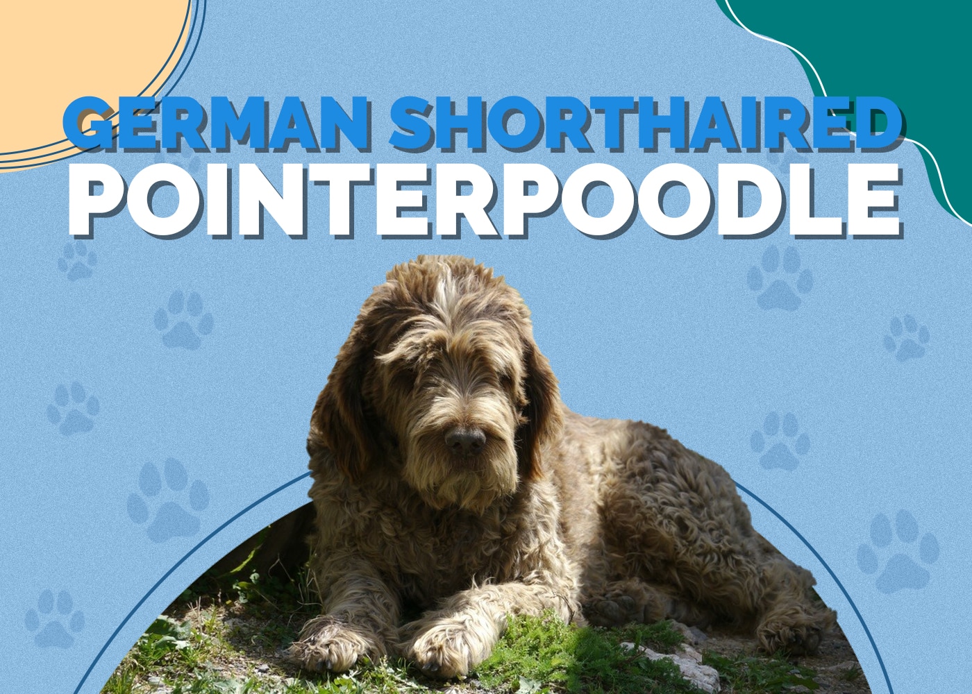 German Shorthaired Pointerpoodle (German Shorthaired Pointer & Poodle Mix): Info, Pictures & Traits