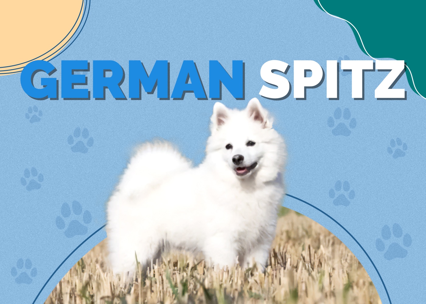 German Spitz Dog Breed: Info, Pictures, Traits & Facts