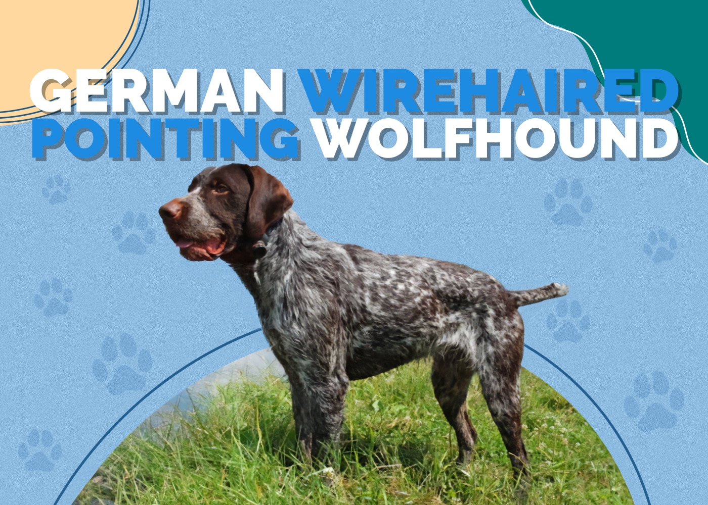 German Wirehaired Pointer: Info, Pictures, Characteristics & Facts