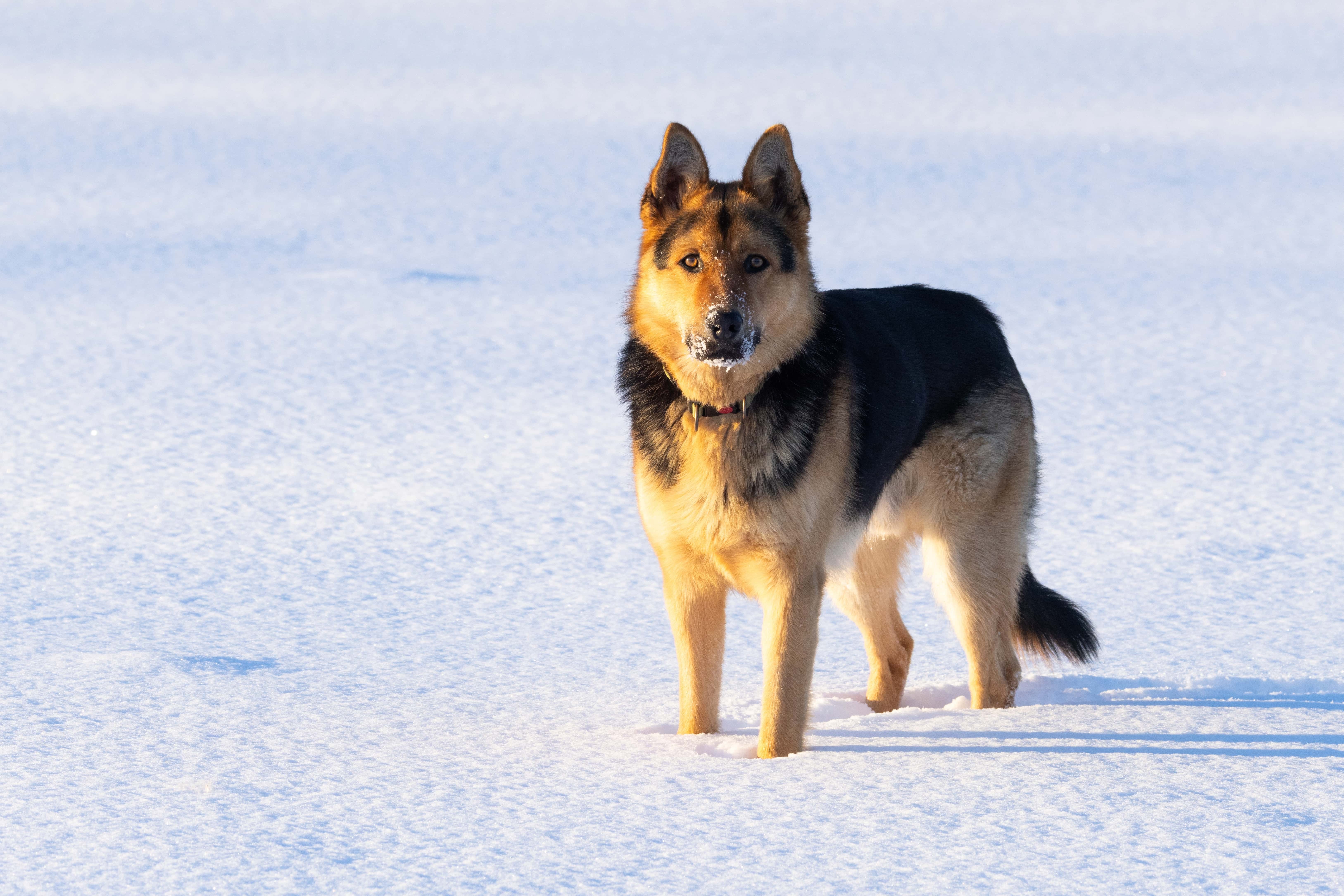 Do German Shepherds Get Cold Outside? Breed Facts & FAQ