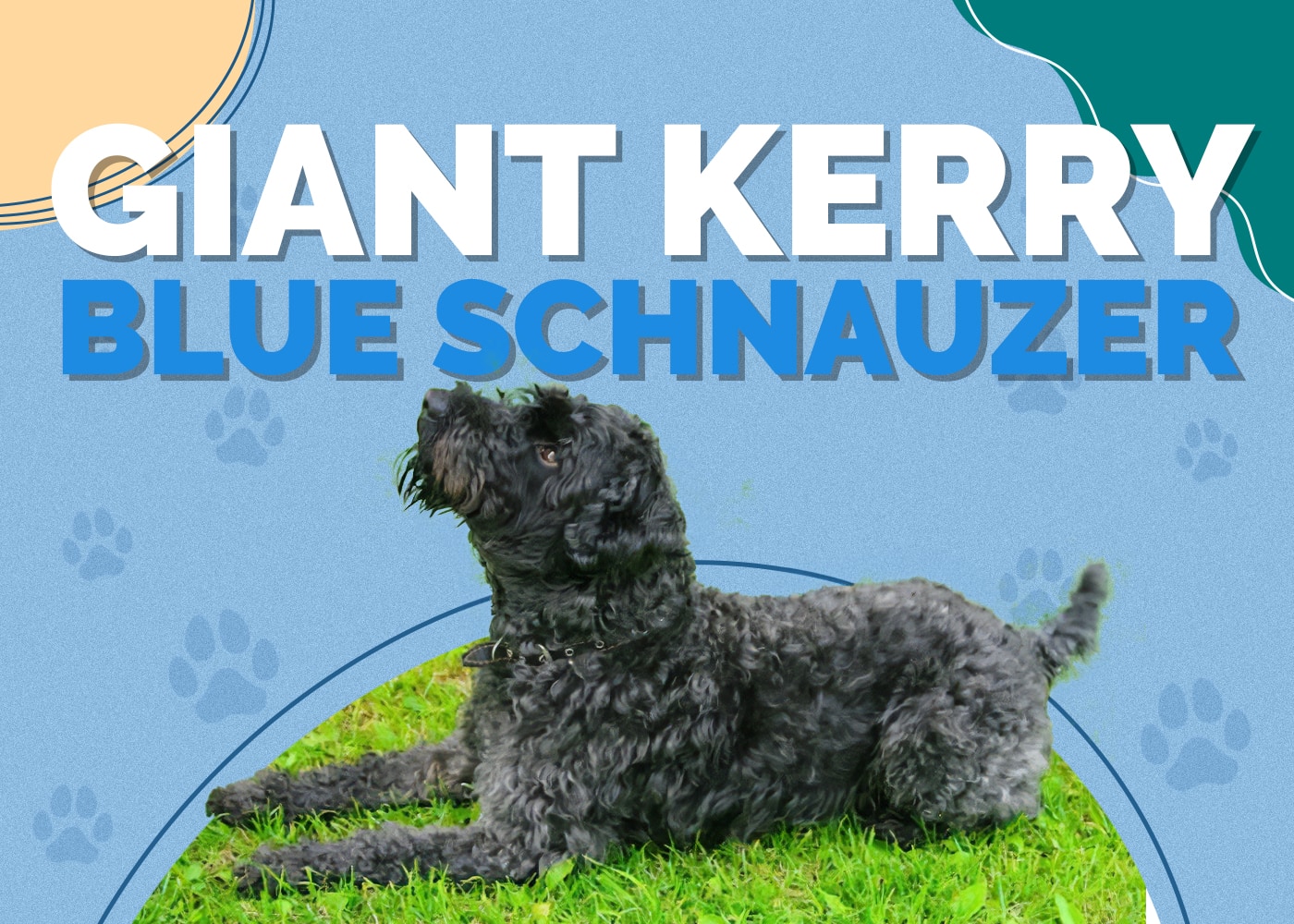 Giant Kerry Blue Schnauzer (Kerry Blue Terrier & Giant Schnauzer Mix): Info, Pictures, Traits & Facts