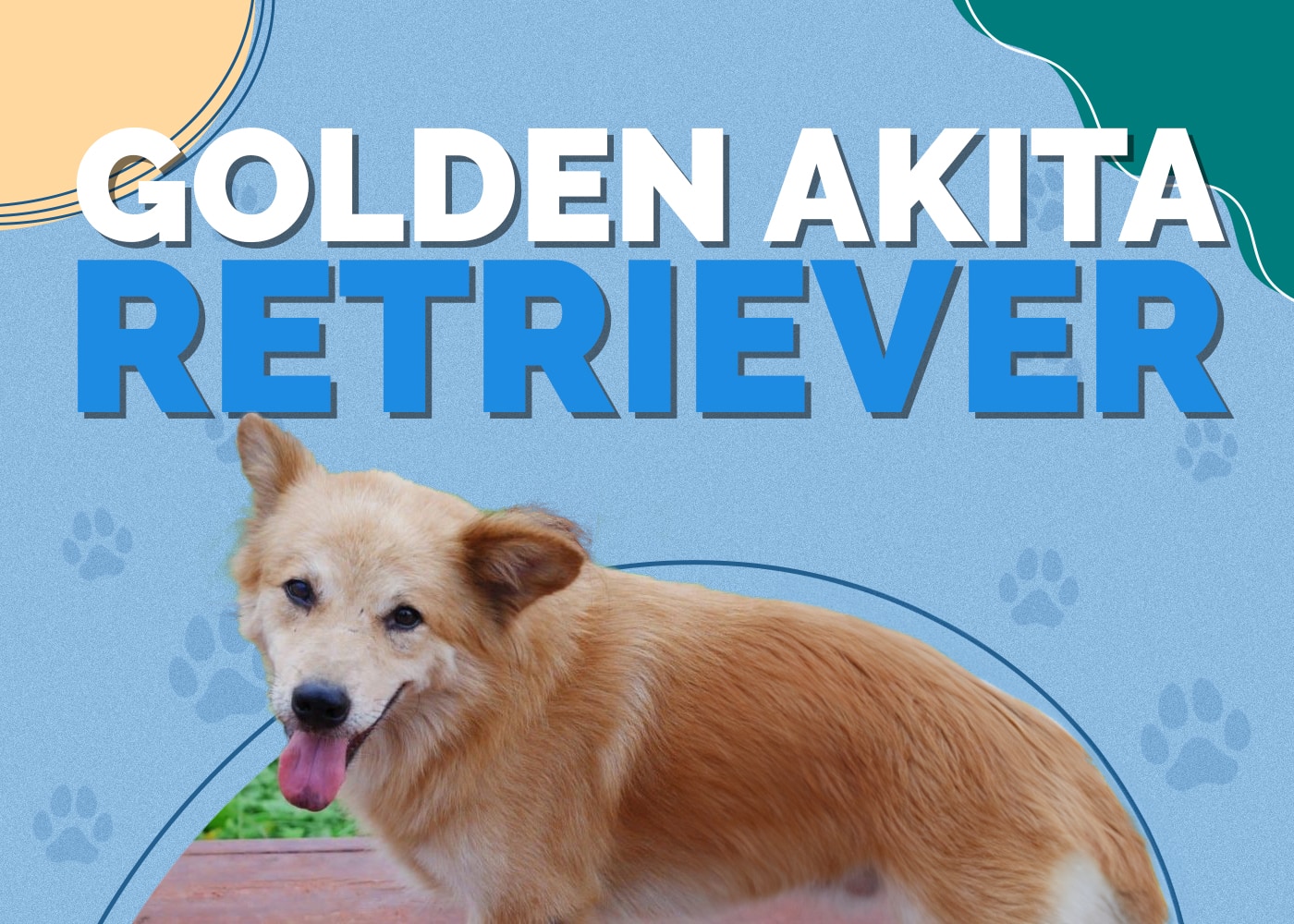 Golden Akita Retriever (Golden Retriever & Akita Mix): Info, Pictures, Traits & Facts