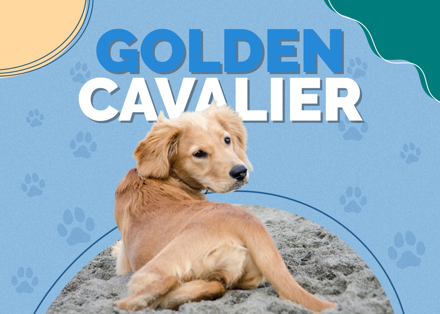 Golden Cavalier (Golden Retriever & Cavalier King Charles Mix): Info, Pictures & Traits