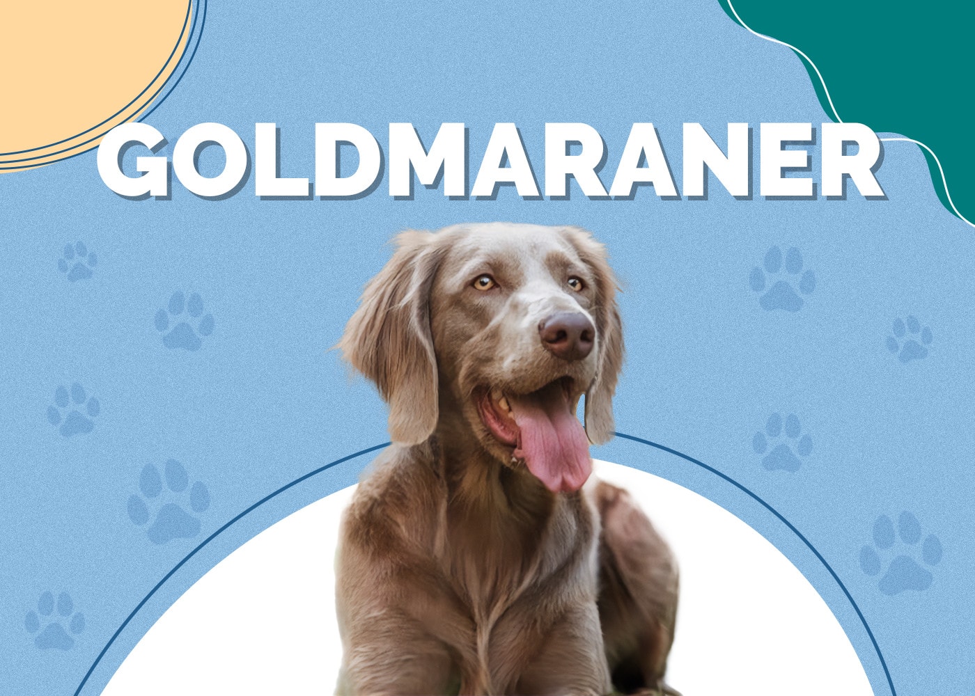 Goldmaraner (Golden Retriever & Weimaraner Mix): Info, Pictures, Traits