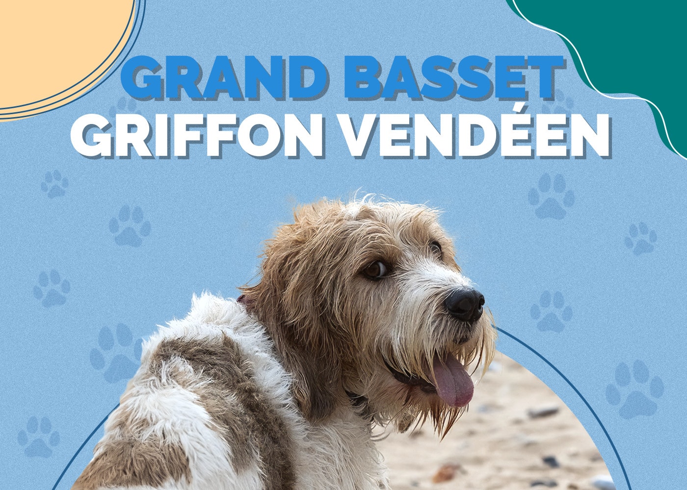Grand Basset Griffon Vendéen: Breed Info, Pics, Traits, Facts