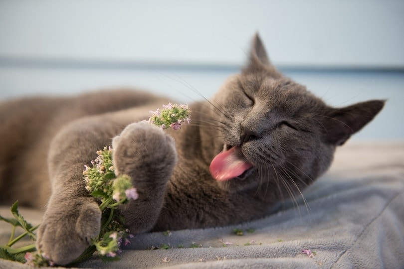 Why Does Catnip Make Cats Go Crazy? Vet Approved Facts & FAQ