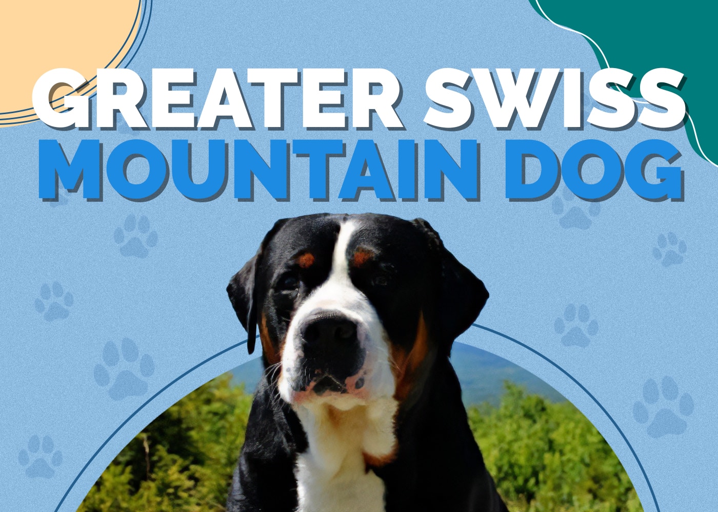 Greater Swiss Mountain Dog Breed Info: Pictures, Traits & Facts