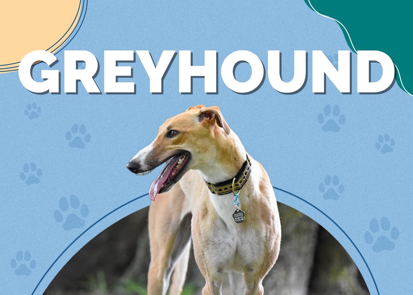 Greyhound Dog Breed Info: Pictures, Personality & Facts