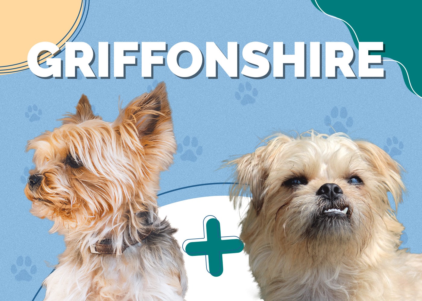 Griffonshire (Brussels Griffon & Yorkie Mix): Info, Pictures, Facts