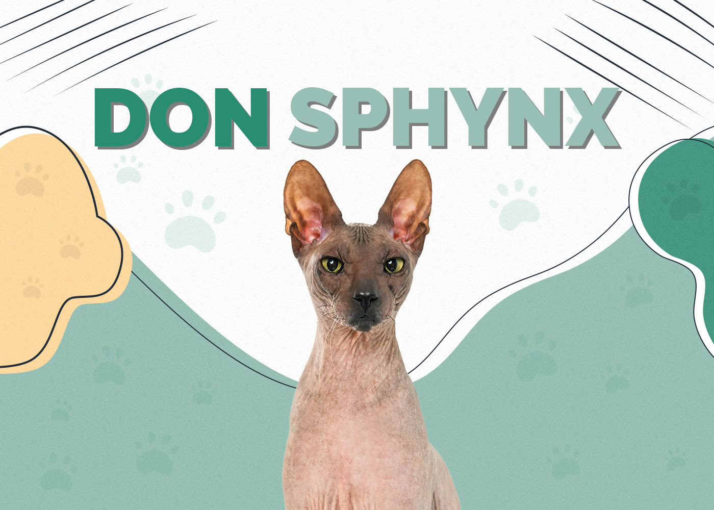 Don Sphynx Cat Breed: Info, Pictures, Care, Traits & Facts