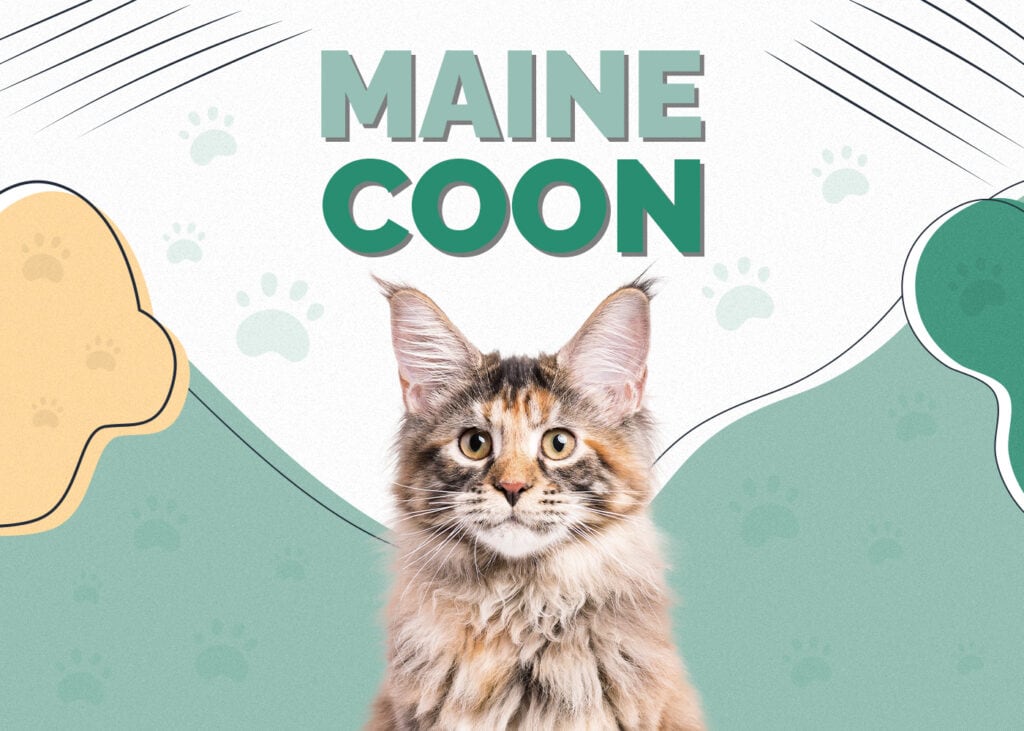 Maine Coon Cat Breed: Info, Pictures, Temperament & Traits