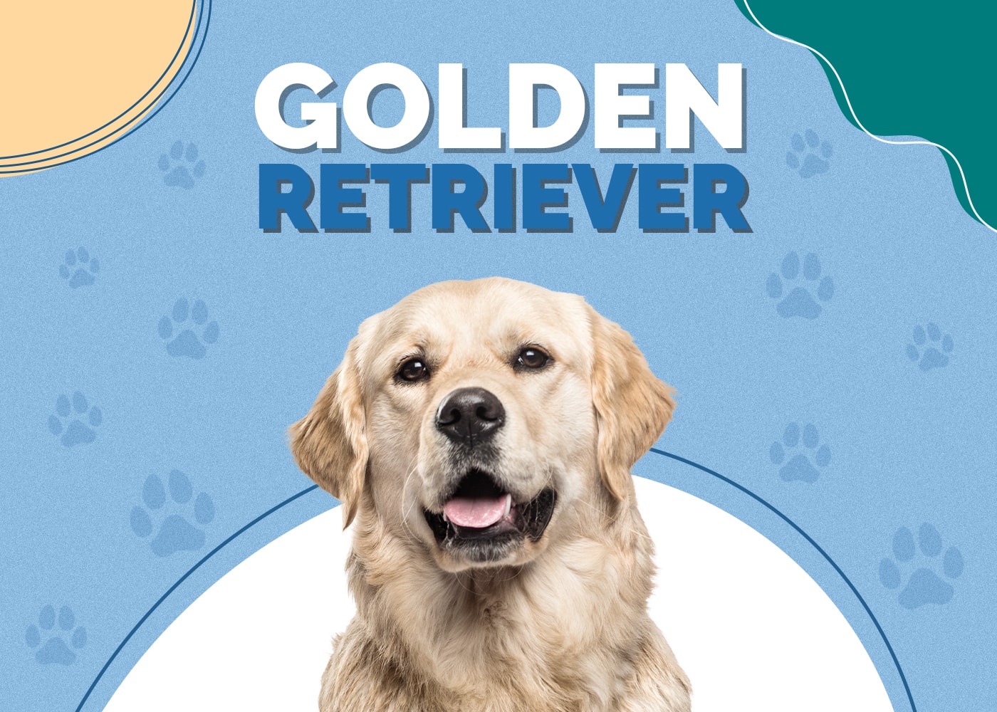 Golden Retriever Dog Breed: Info, Pictures, Personality & More