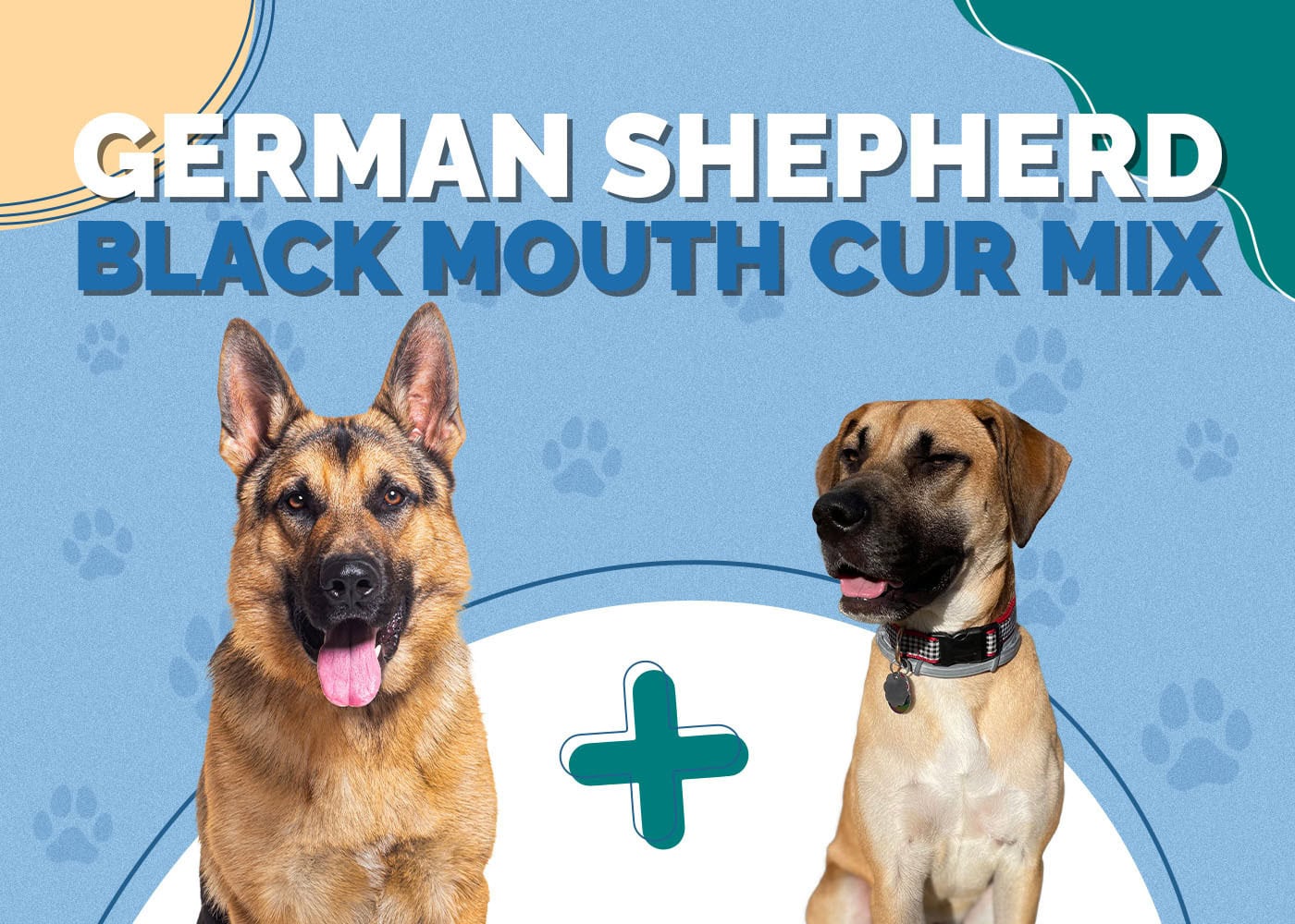 German Shepherd Black Mouth Cur Mix: Info, Pictures, Characteristics & More