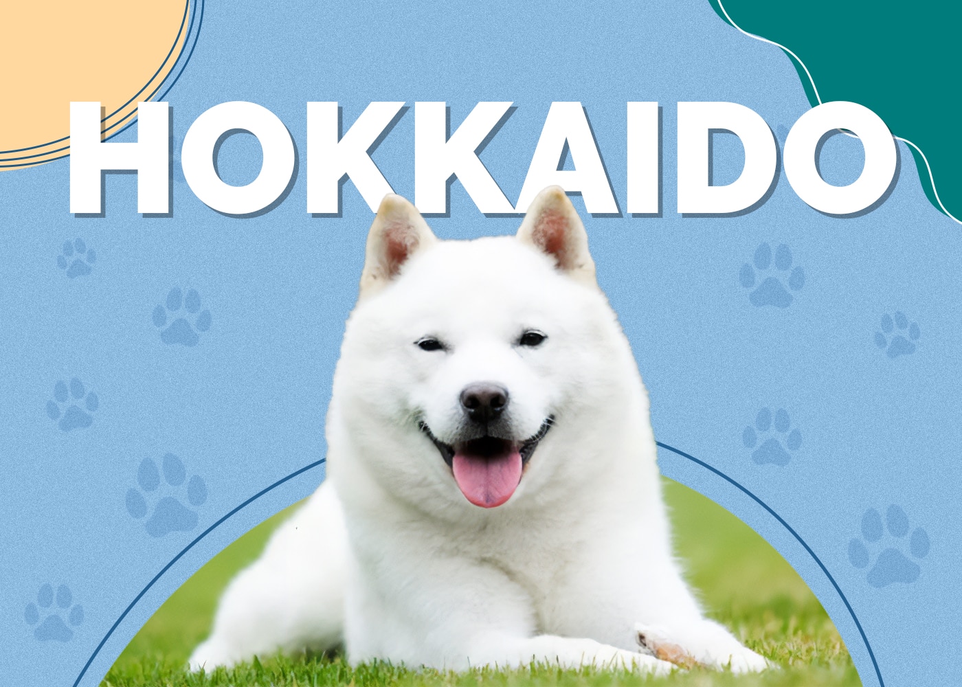 Hokkaido Dog Breed: Info, Pictures, Characteristics & Facts