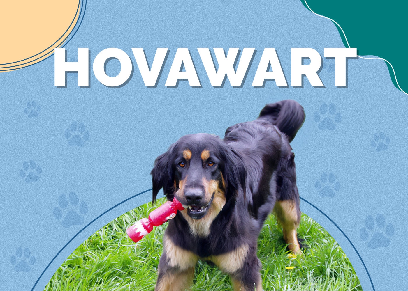 Hovawart Dog Breed: Info, Pictures, Personality & More