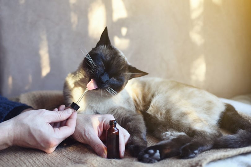 CBD Oil for Cats: Benefits, Risks & Considerations