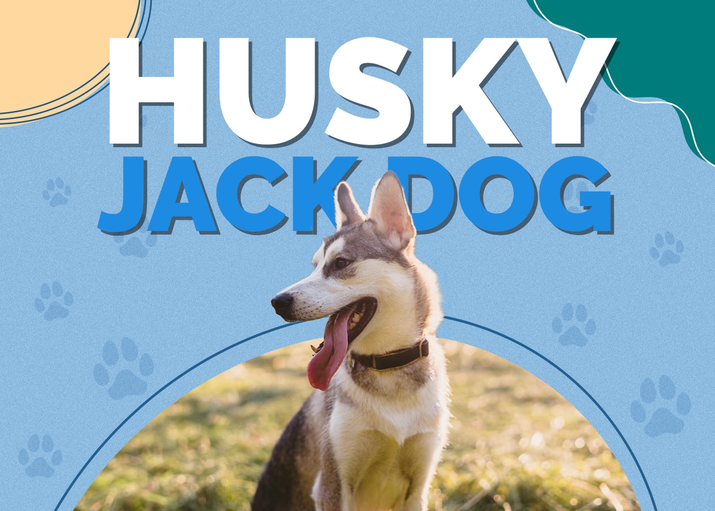 Husky Jack Dog (Siberian Husky & Jack Russell Terrier Mix): Info, Pictures, Facts