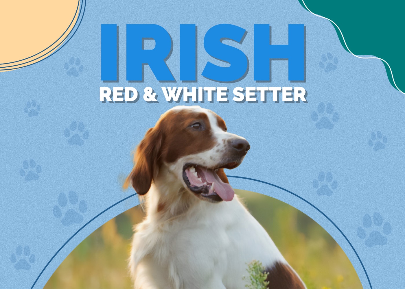 Irish Red and White Setter Breed Info, Pictures & Facts