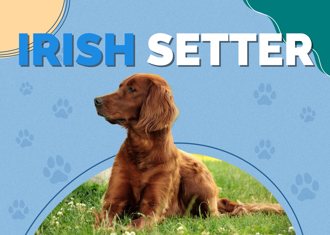 Irish Setter Breed Info: Pictures, Personality & Facts