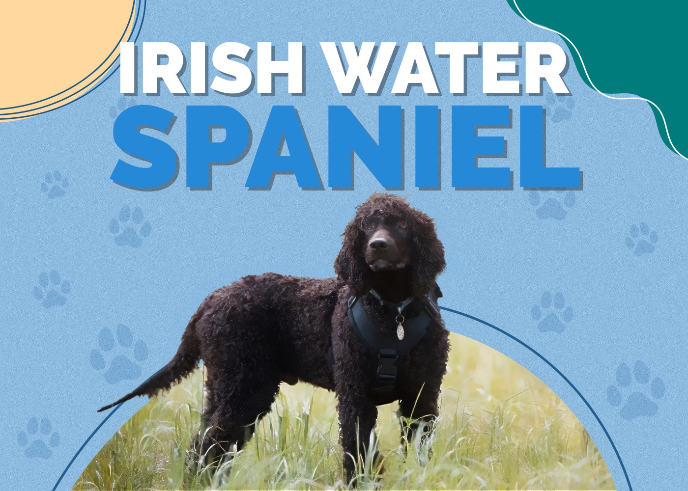 Irish Water Spaniel Dog Breed Info, Pictures, Traits & Facts