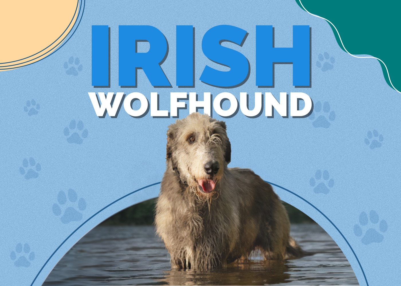 Irish Wolfhound Dog Breed Info: Pictures, Personality & Facts