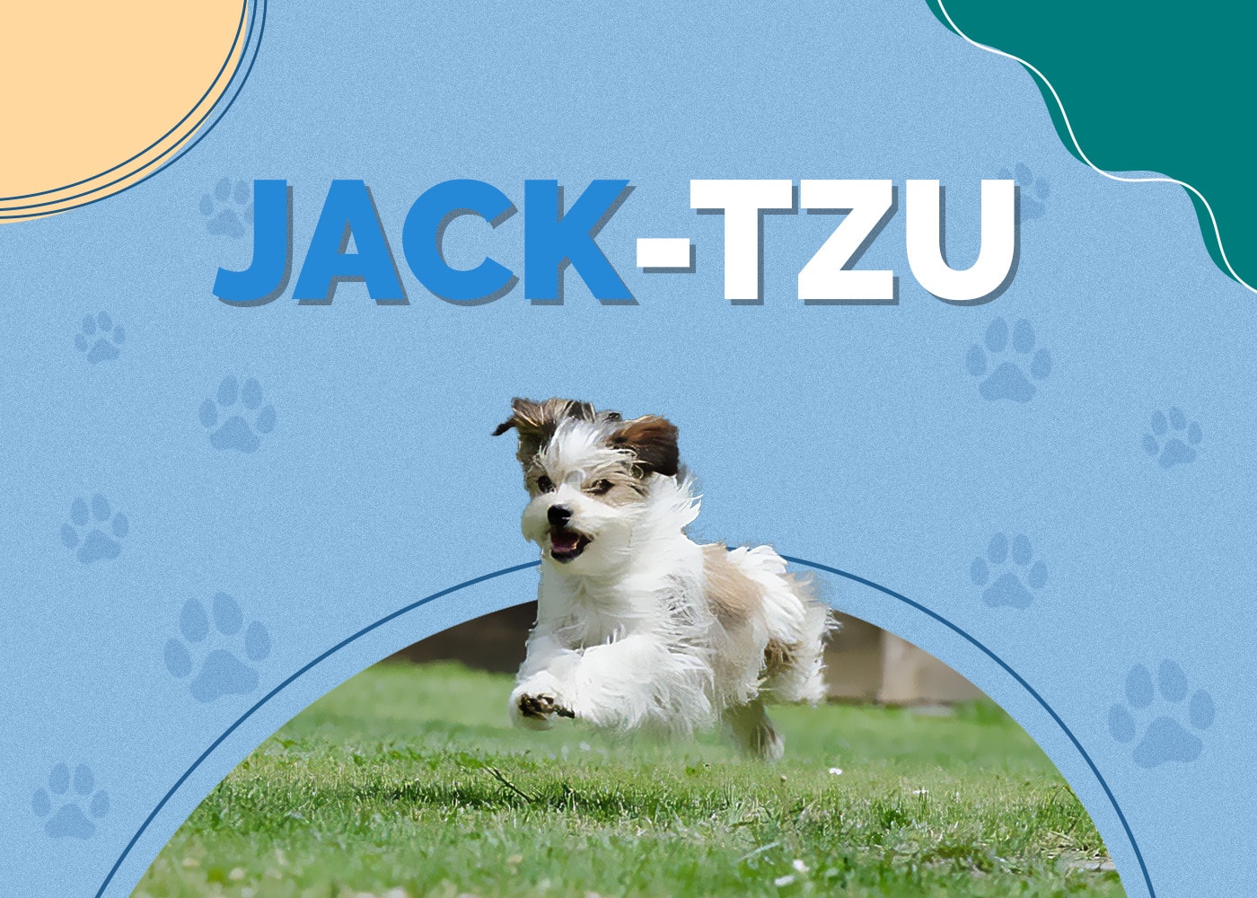 Jack-Tzu (Jack Russell & Shih-Tzu Mix): Info, Pictures, Facts