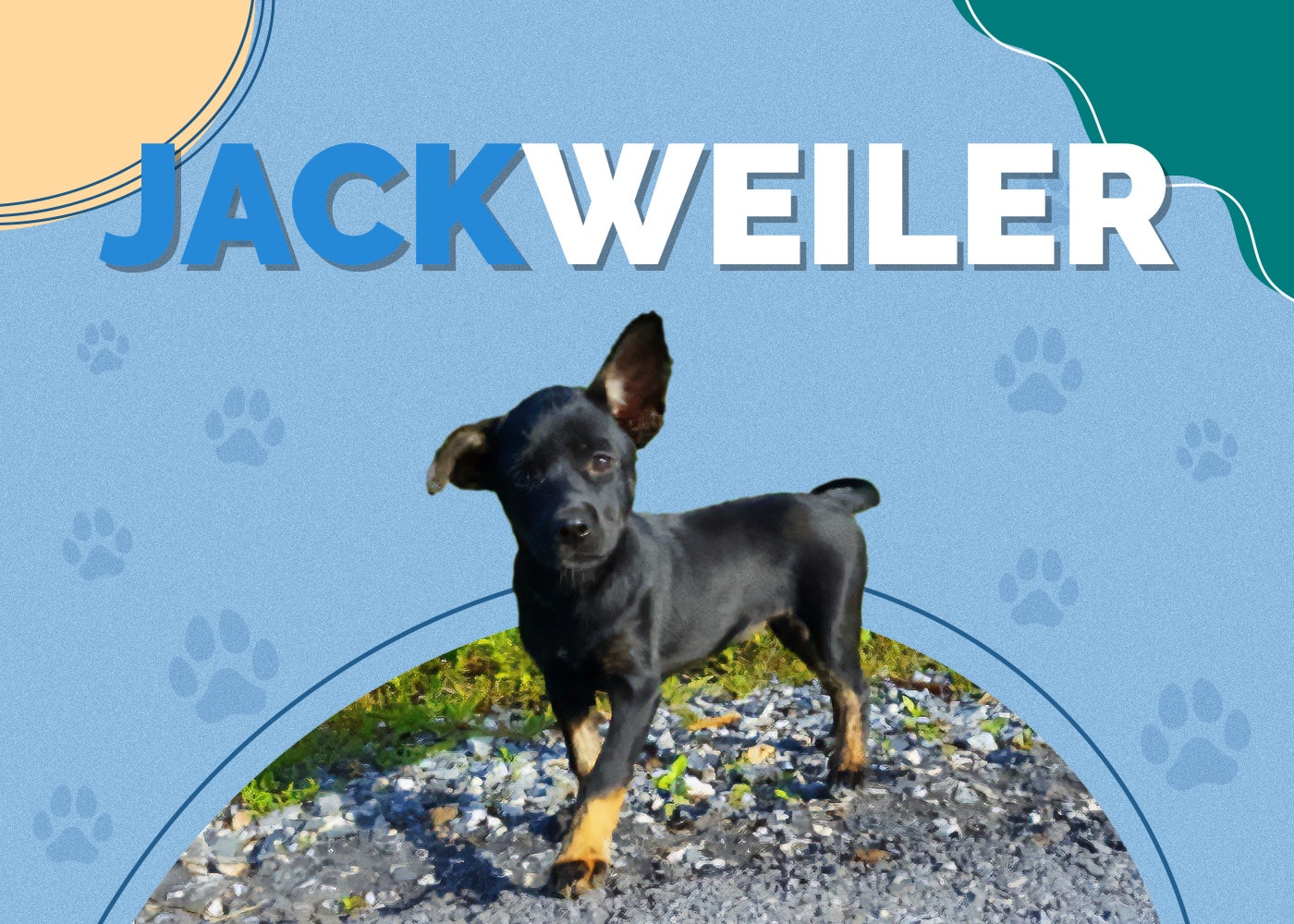 Jackweiler (Jack Russell Terrier & Rottweiler Mix) Info & Pictures