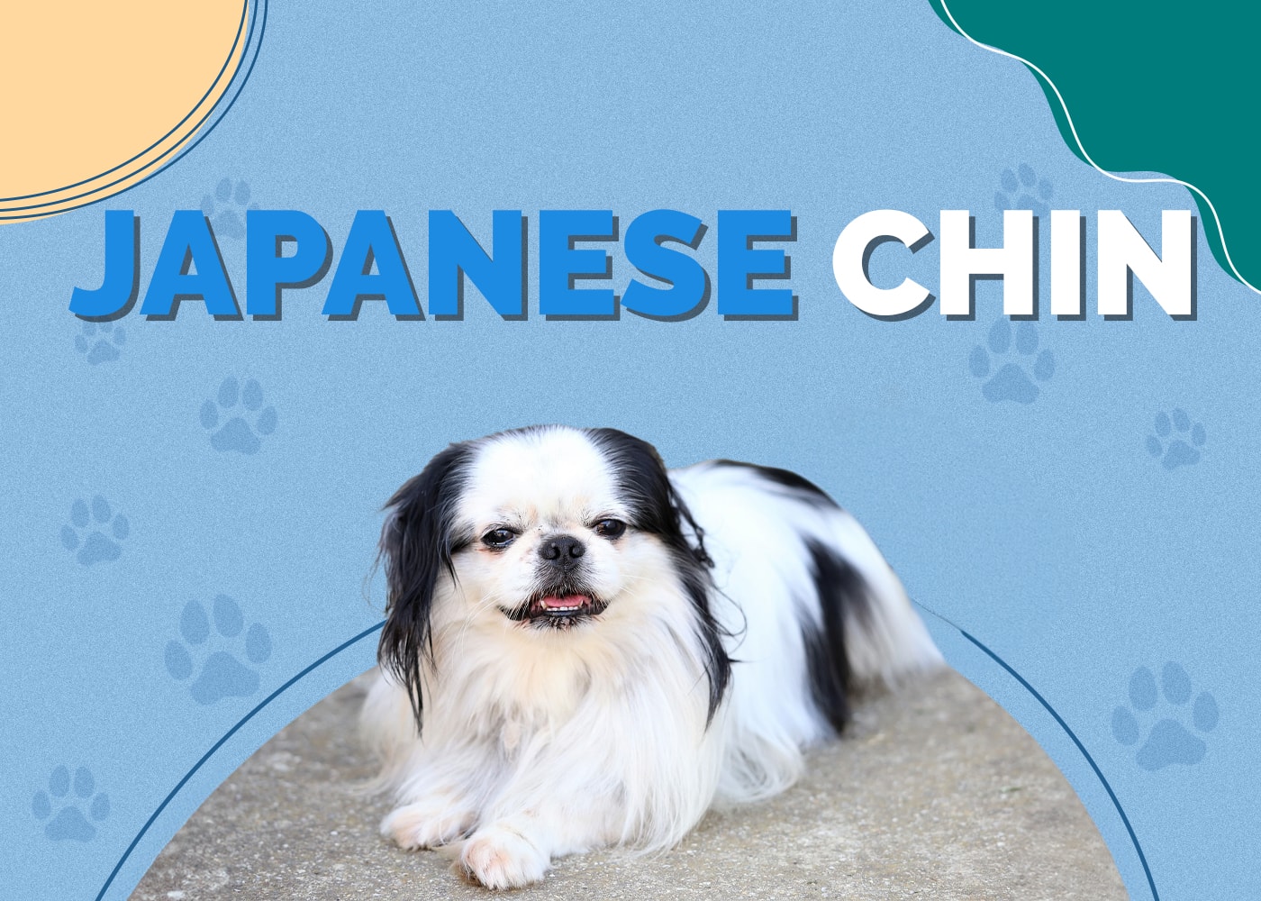Japanese Chin Dog Breed Info: Pictures, Characteristics & Facts