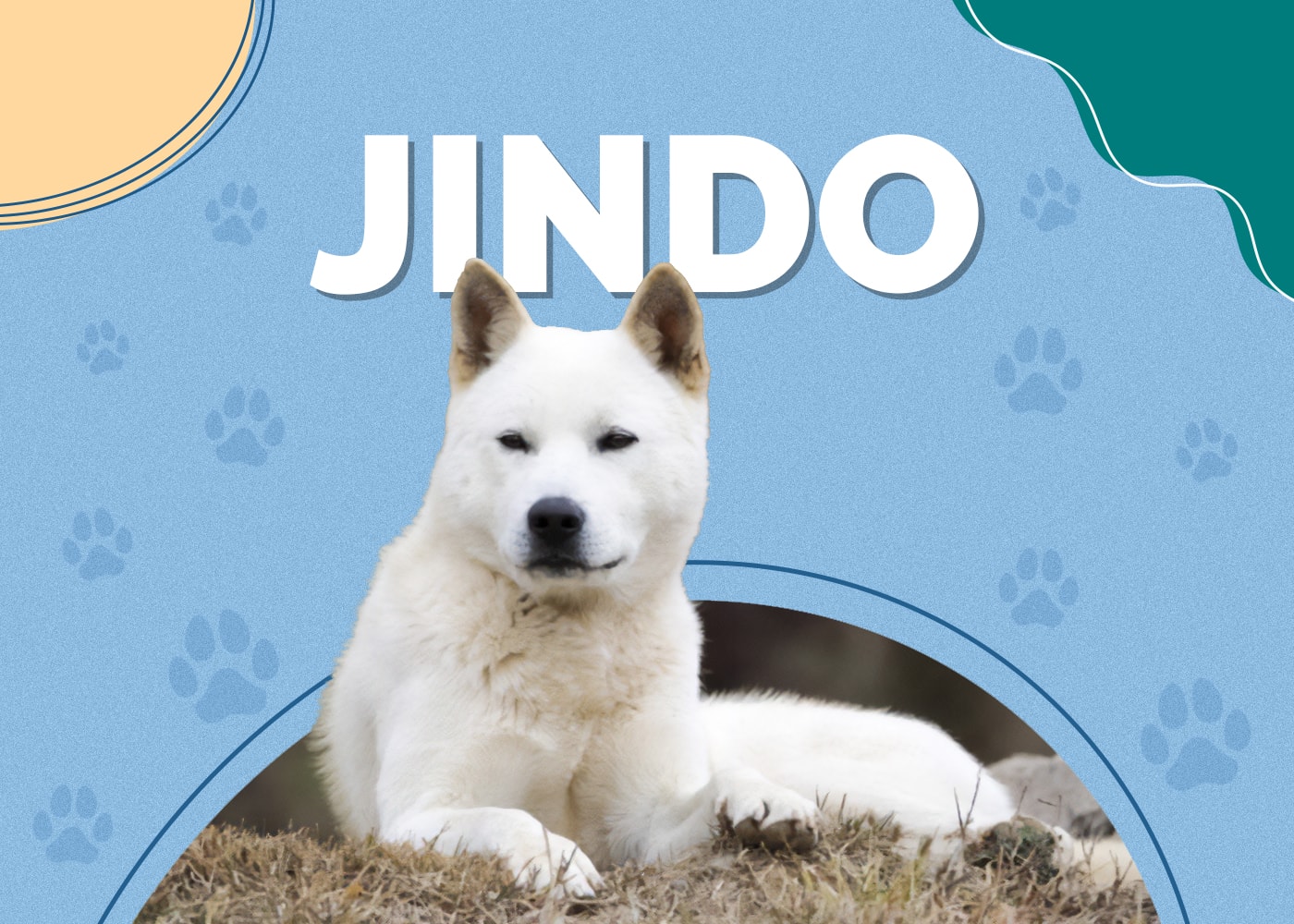 Jindo Dog Breed Info: Pictures, Personality & Facts