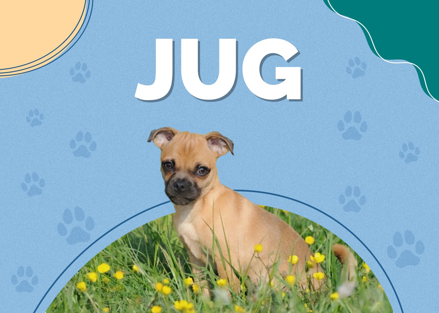 Jug (Jack Russell Terrier & Pug Mix): Info, Pictures, Facts, Personality