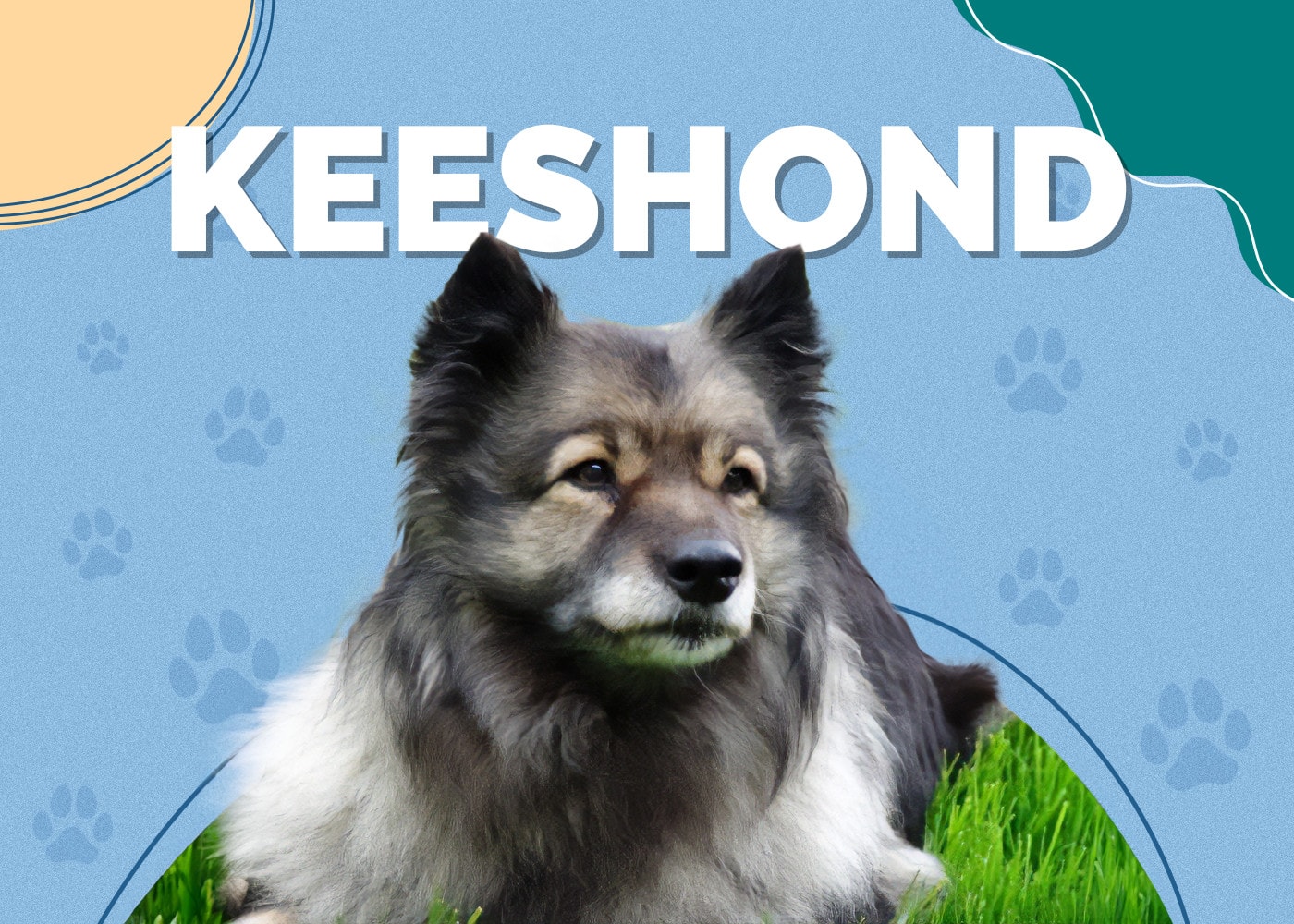 Keeshond Dog Breed Info: Pictures, Characteristics & Facts