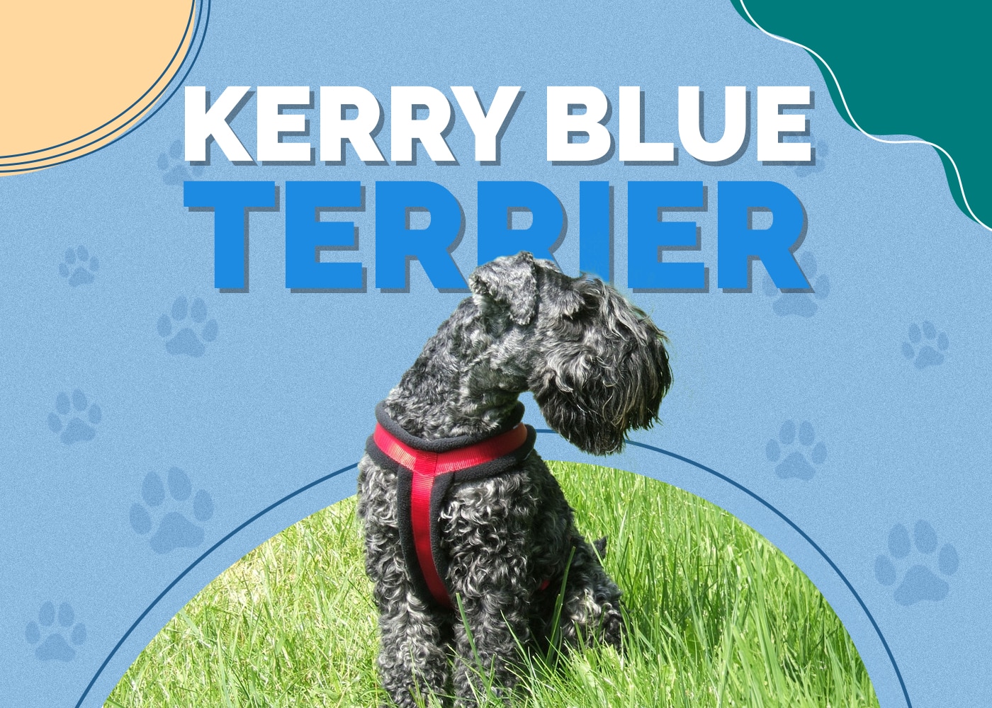 Kerry Blue Terrier Dog Breed Info: Pictures, Traits & Facts