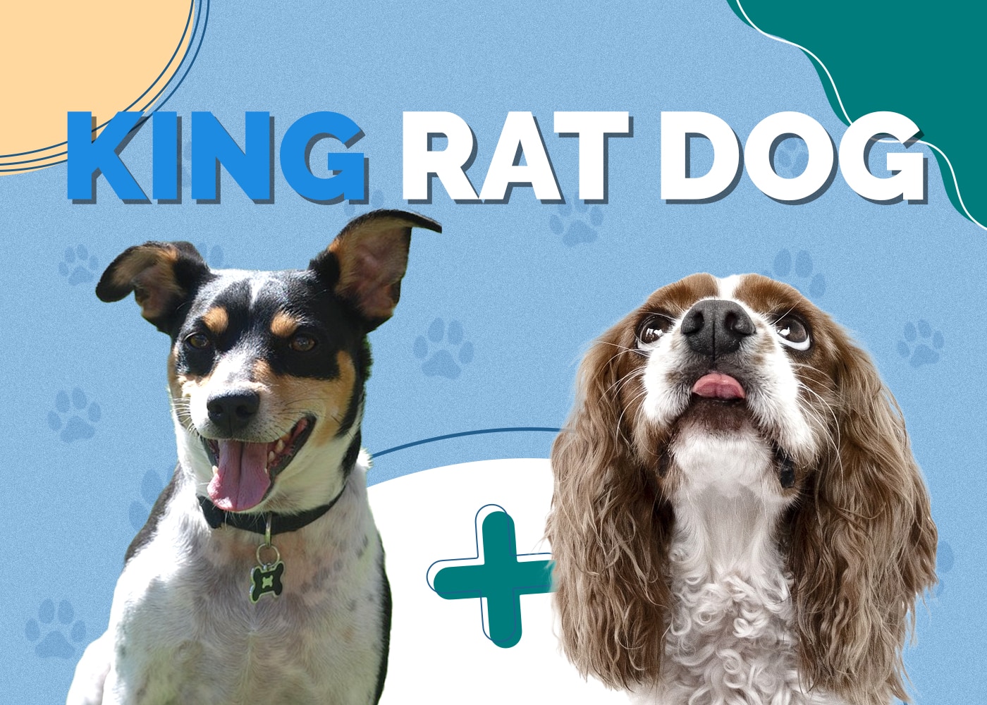 King Rat Dog: Info, Pictures, Characteristics & Facts