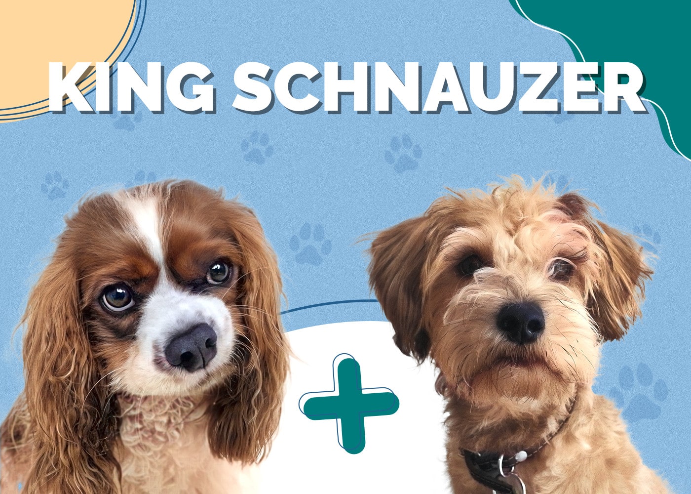 King Schnauzer (Schnauzer & Cavalier King Charles Spaniel Mix): Info, Pictures & More