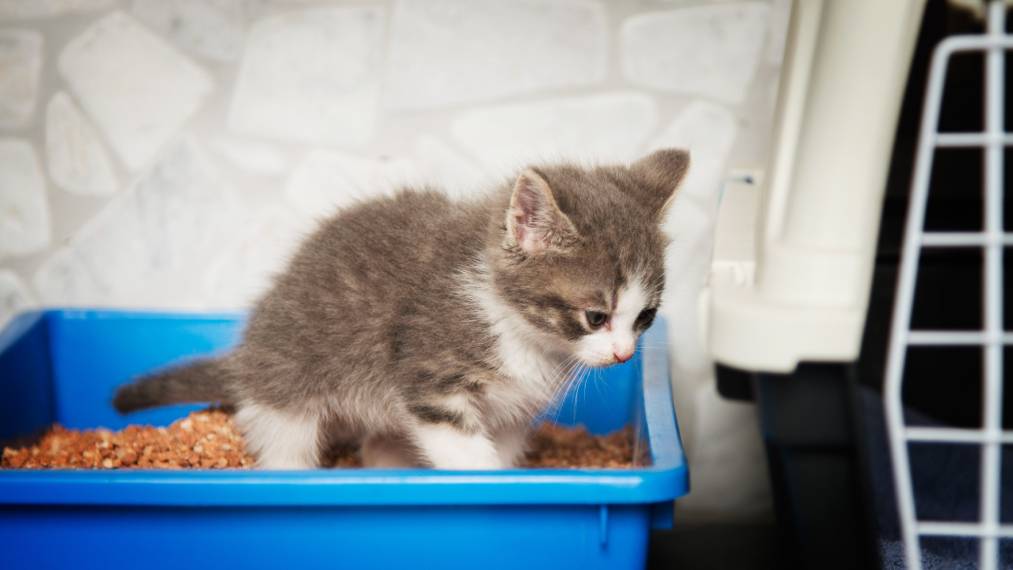 When Do Kittens Start Pooping? (With Poo Color Chart)