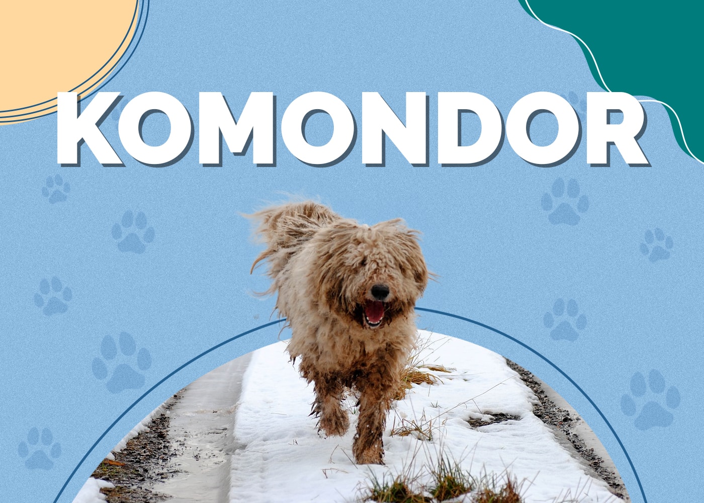 Komondor Dog Breed Info: Pictures, Characteristics & Facts