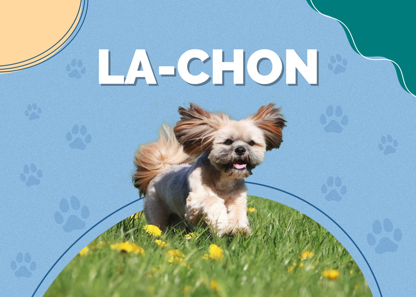 La-Chon (Bichon Frise & Lhasa Apso Mix): Info, Pictures, Traits & Facts