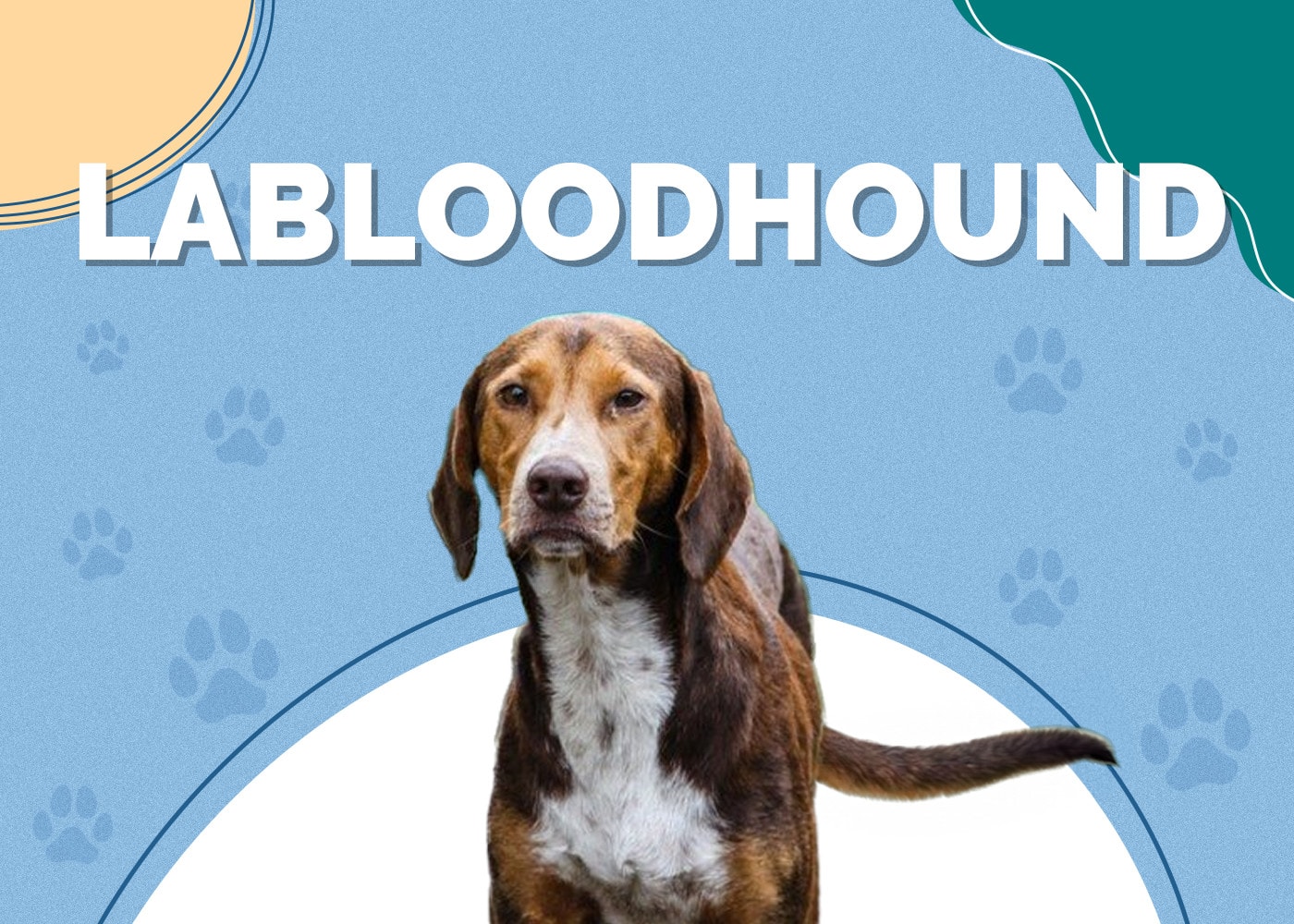 Labloodhound (Lab & Bloodhound Mix): Info, Pictures, Facts, Traits