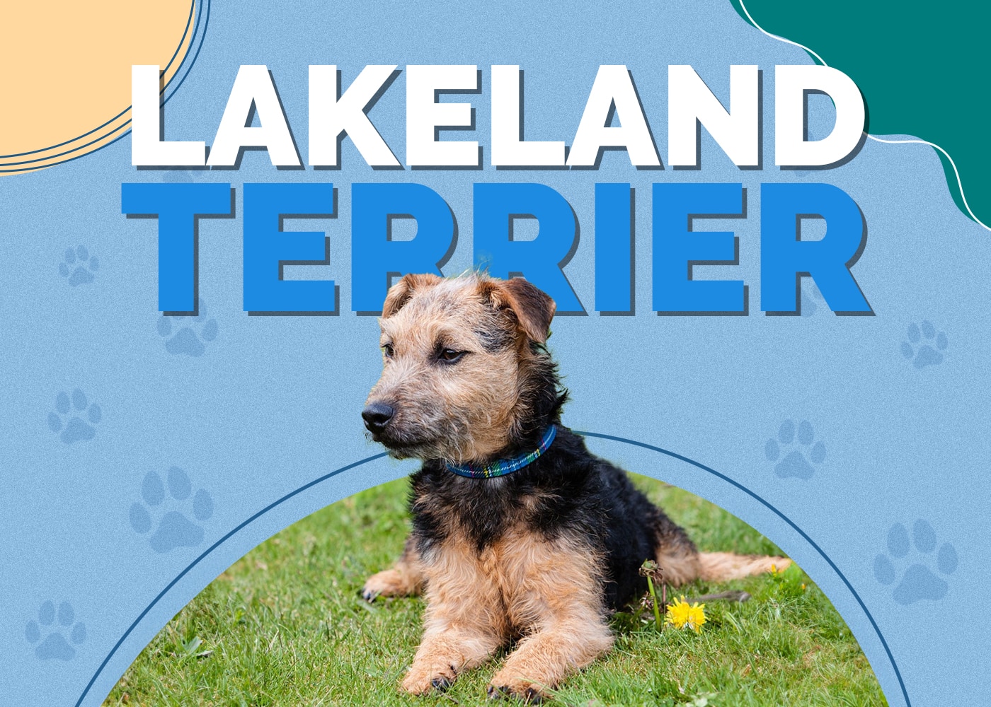 Lakeland Terrier Dog Breed Info: Pictures, Traits & Facts