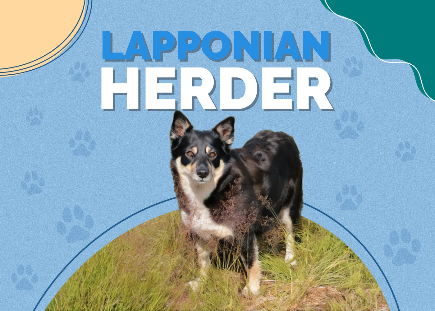 Lapponian Herder | Dog Breed Info: Pictures, Traits & Facts