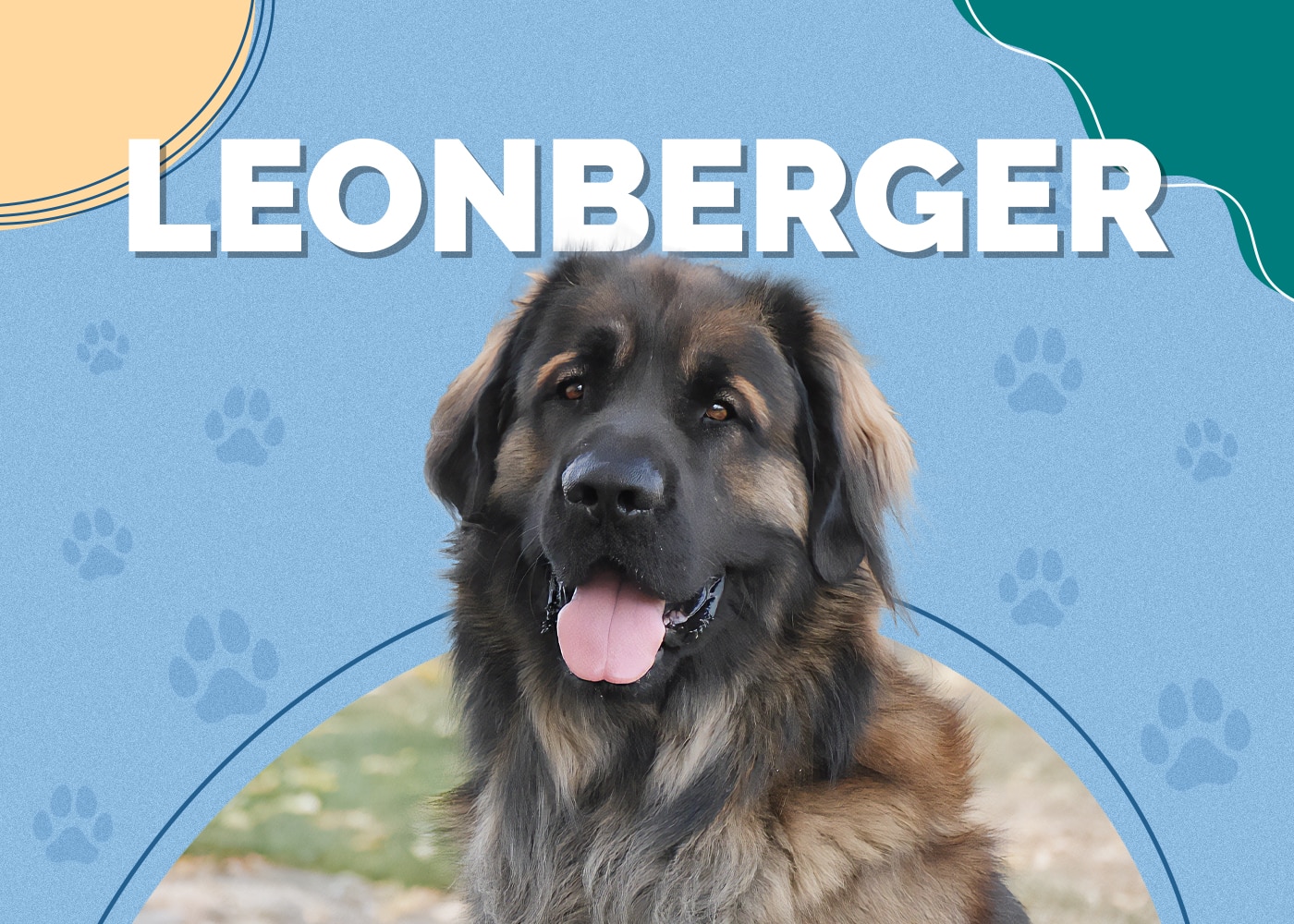 Leonberger Dog