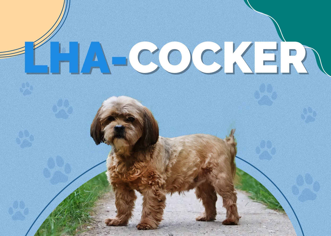 Lha-Cocker (Lhasa Apso & American Cocker Spaniel Mix): Info, Pictures, Characteristics & Facts